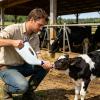 Genrico Calf Milk Bottle Feeder, 4 L Nursing Tube Dispenser for Cattle, Calves, Lambs and Livestock view 2