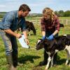 Genrico Calf Milk Bottle Feeder, 4 L Nursing Tube Dispenser for Cattle, Calves, Lambs and Livestock view 3