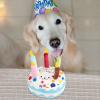 Generic Squeaky Stuffed Dog Toy, Birthday Cake view 2