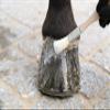 Kia Ora Equine Glitter Hoof Polish for Horses, Gold, 150 ml, Radiant Shine in Minutes, Water-Based & Washable, Ideal for Shows & Photoshoots (Silver) view 3