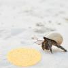 SWOOMEY Yellow Moisture Sponge for Hermit Crabs - 12 Pack view 4