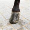 Kia Ora Equine Gold Glitter Hoof Polish for Horses, 150 ml view 3