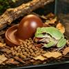 Feeding Bowl for Bearded Dragons and Leopard Geckos view 3