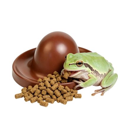 Generic Feeding Bowl for Bearded Dragons and Reptiles