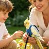 Bird Harness and Leash | Lovebirds Leash Conure Vest view 3