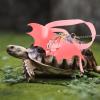CATIEBYE Adjustable Turtle Leash view 4