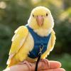 Small Cockatiel Parrot Harness with Training Leash view 3