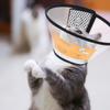 ibasenice Soft Adjustable Protective Collar for Cats and Dogs view 4