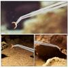 ifundom Stainless Steel Feeding Tongs for Reptiles - 2 Pieces view 3