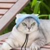 Pet Sun Hat - Cute Animal Visor Cap view 2