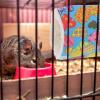 Pet Tunnel for Guinea Pigs and Small Pets view 4