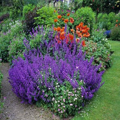 Catnip - Nepeta mussinii - Blue, Violet, 80 cm Tall