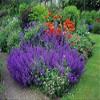 Catnip - Nepeta mussinii - Blue, Violet, 80 cm Tall view 1
