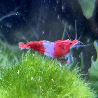 5 Aquarium Shrimp, Selectable: Neocaridina Dwarf Shrimp, approx. 2 cm, Mature & Suitable for Breeding, Intensely Colored (Red Rili)