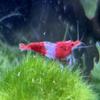 5 Aquarium Shrimp, Selectable: Neocaridina Dwarf Shrimp, approx. 2 cm, Mature & Suitable for Breeding, Intensely Colored (Red Rili) view 1