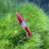 5 Aquarium Shrimp, Selectable: Neocaridina Dwarf Shrimp, approx. 2 cm, Mature & Suitable for Breeding, Intensely Colored (Red Rili) view 2