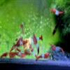5 Aquarium Shrimp, Selectable: Neocaridina Dwarf Shrimp, approx. 2 cm, Mature & Suitable for Breeding, Intensely Colored (Red Rili) view 3
