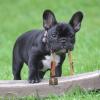 Holibanna Anti-Loss Collar with Clear Sound Copper Cowbell for Pets view 4