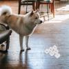 KALLORY 6-Pack Transparent Dog Pee Holder view 4