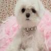 BATHVEVE Adjustable White Dog Collar with Faux Pearls, Crystals and Hanging Charm view 4