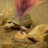 Artibetter Artificial Aquarium Decoration view 4