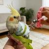 Bird Carrying Bag - Portable Escape-Proof Sling Bag view 3