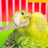 Bird Chew Stick Toy view 3