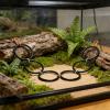Flexible Snake Climbing Toy view 3