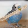 Parrot Chew Toy, Bird Chewing Toy view 4