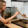 Hermit Crab Climbing Ladder - Reptile Climbing Toy view 3