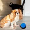 Dogs Talking Buttons - Recordable Voice Training Buttons view 2