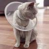 Comfortable Pet Collar, PVC Neck Protection Cover for Cats view 3