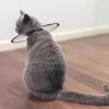 Comfortable Pet Collar, PVC Neck Protection Cover for Cats view 4