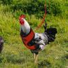 Chicken Harness - Adjustable Duck Leash S/M/L/XL view 2
