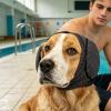 Dog Ear Protectors for Noise and Sound view 3