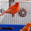 Axorafow Reusable Bird Nesting Material Holder view 1