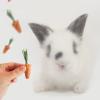 Oxxggkao Rabbit Chew Toy view 2
