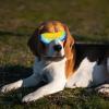 GALPADA Dog Sunglasses for Small Dogs with UV Protection and Adjustable Strap view 4