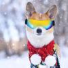 Alipis Adjustable Dog Sunglasses with UV and Wind Protection for Small Dogs view 4