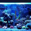 Toddmomy 6 Pack Aquarium Temperature Stickers view 4