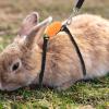ifundom Soft Rabbit Harness with Leash view 3