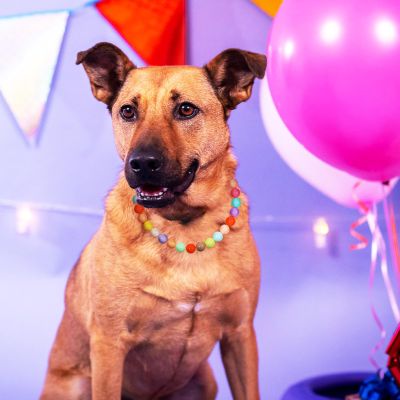 VALICLUD Personalized Dog Collar for Small Dogs and Puppies