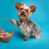 Kichvoe 4-Pack Pet Sunglasses with UV Protection view 4