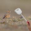 BESTOMZ Retractable Stainless Steel Pooper Scooper view 4