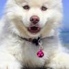 Hohopeti 10-Pack Metal Collar Bells for Pets view 4