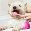 GALPADA 8-Pack Dog Toothbrushes view 4