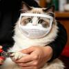 Cat Care Mask | Adjustable Mesh Hood | Transparent Breathable Cat Nail Trimming Mask view 3
