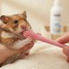 OSNIYAW Double-Sided Silicone Pet Toothbrush for Dogs and Cats view 2