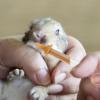Kitten Bottle Set - Puppy Milk Dispenser view 3