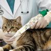 Pet Thermometer with Portable Case view 3